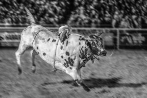 Read more about the article Marketing is To Bull Riding