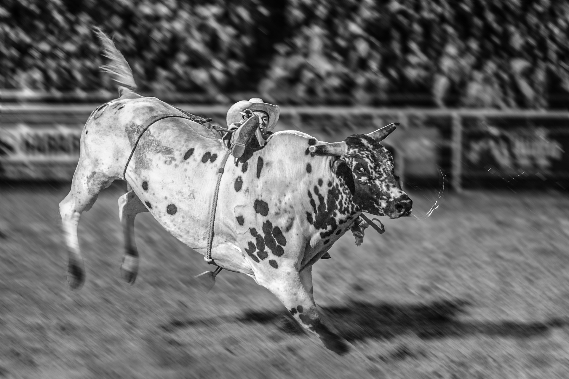 You are currently viewing Marketing is To Bull Riding…